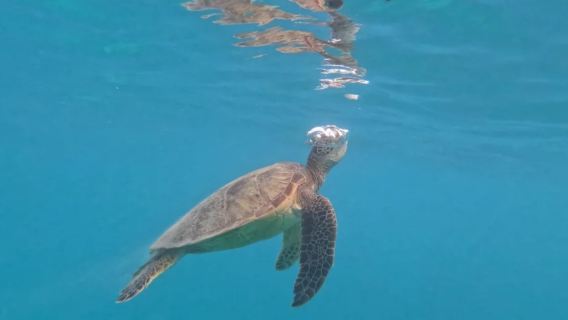 [Pulau Oahu Hawaii Amerika] Diamond Head + Pali Lookout + Hanauma Bay State Park - Sewaan Peribadi Tiada Tiket Tanpa Risau