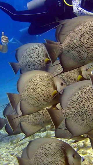 Two-tank diving experience for beginners in the Caribbean Sea, Cancun, Mexico