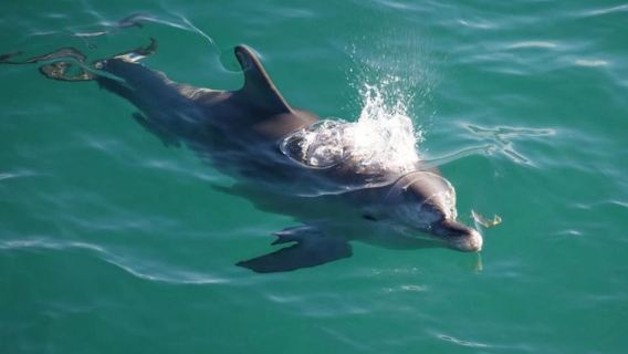 Salalah Dolphin Watching Boat Tour with Refreshments