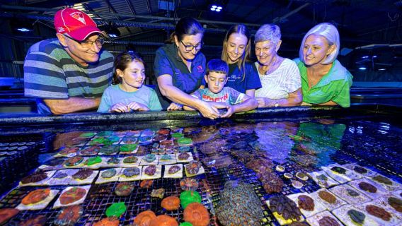 Bundaberg: Monsoon Aquatics Coral Farm Guided Tour
