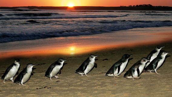 墨爾本菲利普島+瑪璐無尾熊和動物公園一日遊【企鵝歸巢】