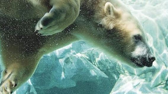 Sea World Gold Coast: 1-Day Entry Ticket + Jet Boat Ride
