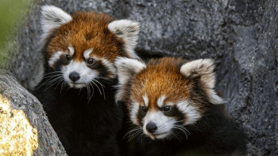 Wilder Institute/Calgary Zoo: Entry Ticket