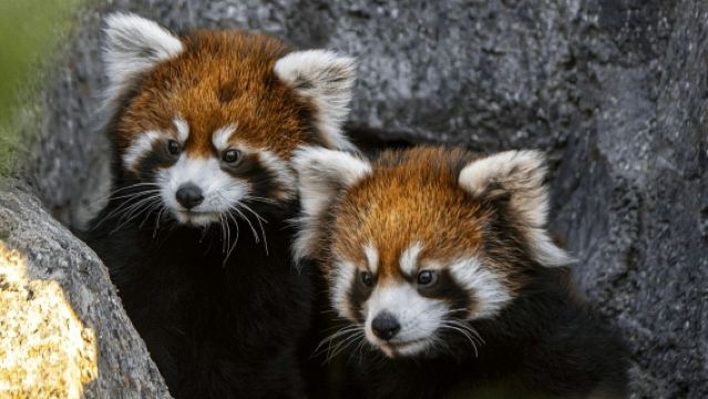 Wilder Institute/Calgary Zoo: Eintritts-Ticket