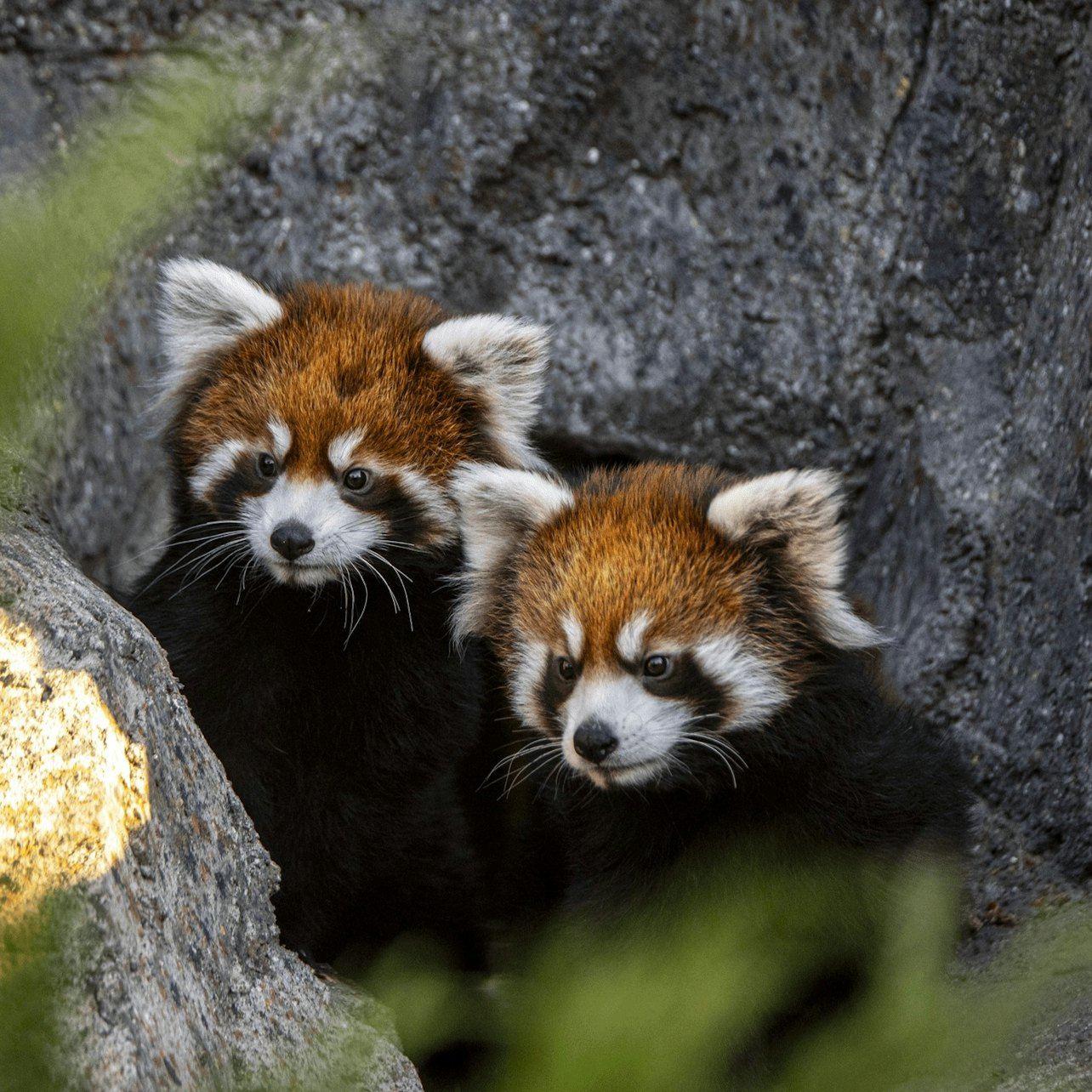 Wilder Institute/Calgary Zoo: Entry Ticket