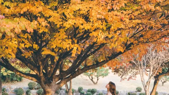 Fotografia di viaggio in Kuwait[Autista, guida e fotografo di viaggio + foto di matrimonio, fotografia aerea, microfilm + trucco e costumi + itinerario personalizzato, guida locale, traduzione e noleggio con conducente esclusivo a noleggio]