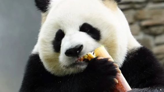 private group tour- Chengdu Panda Base + Dujiangyan - Hotel transfer service/Local Professional guide- Cultural and Natural Leisure Tour - Secrets of the Millennium Dam