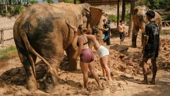 Krabi Elephant Sanctuary Half Day Tour: Experience Elephant Care + Feeding Elephants + Mud Bath