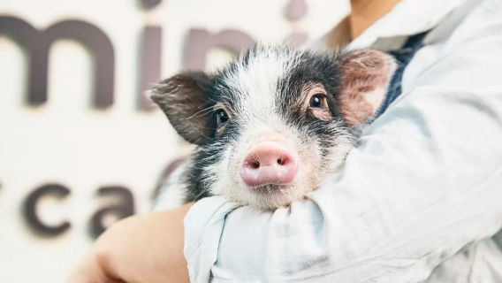 Mipig Cafe Kyoto: Kafe Babi Penyembuhan yang Sangat Populer, Pengalaman Interaktif (Usia 4+)