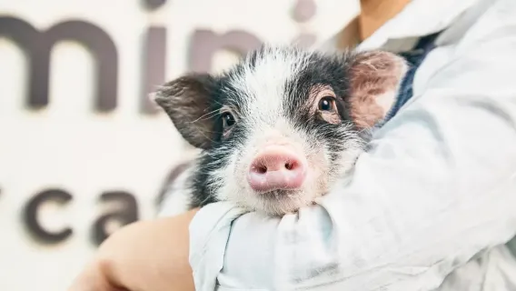 [mipig cafe Kyoto] Beliebter interaktiver Erlebnis-Café mit süßen Schweinchen (für Erwachsene und Kinder ab 4 Jahren)