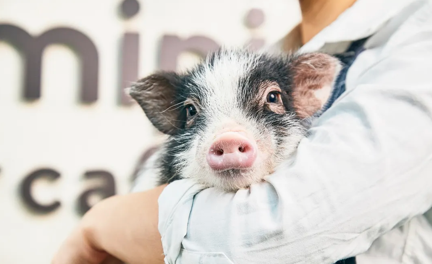 [mipig cafe Kyoto] Popular and therapeutic piglet cafe interaction experience (for adults aged 4 and above)