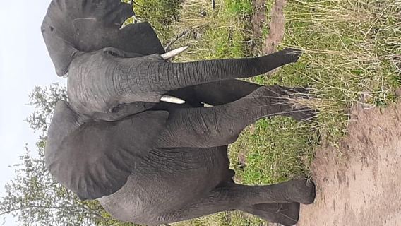 Từ Malelane: Chuyến tham quan Safari trọn ngày tại Công viên quốc gia Kruger