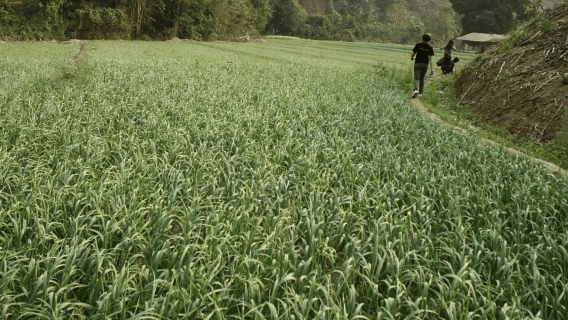 Ban Huay Kaew Hike: The Real Forest, Food and Culture