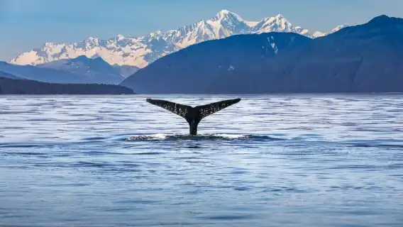 From Christchurch: Kaikōura Day Tour With Whale Watching