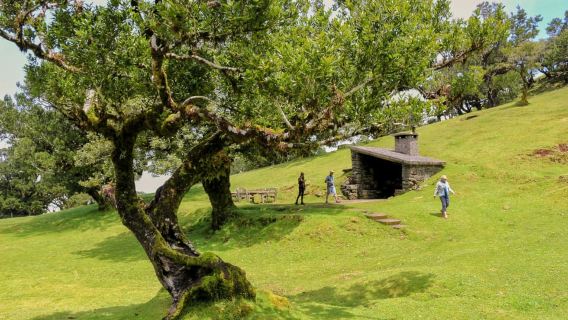 Funchal: Enchanted Terraces, Porto do Moniz & Fanal 4WD Tour