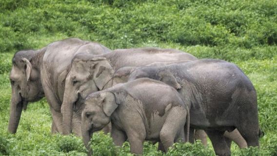Hua Hin: tour de avistamiento de elefantes salvajes en Kui Buri