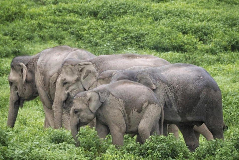 Hua Hin: tour de avistamiento de elefantes salvajes en Kui Buri
