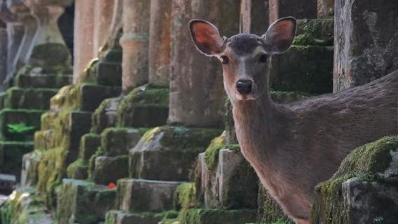 Japan - Halbtägige Morgentour in Nara (ab Kyoto)