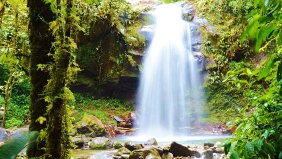 Boquete : randonnée dans la forêt nuageuse pour observer la faune sauvage