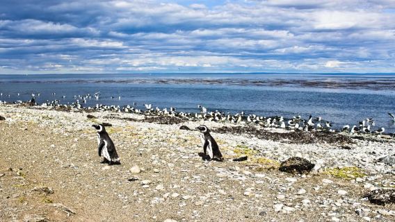 Punta Arenas: magdalena islands boat tour october to march