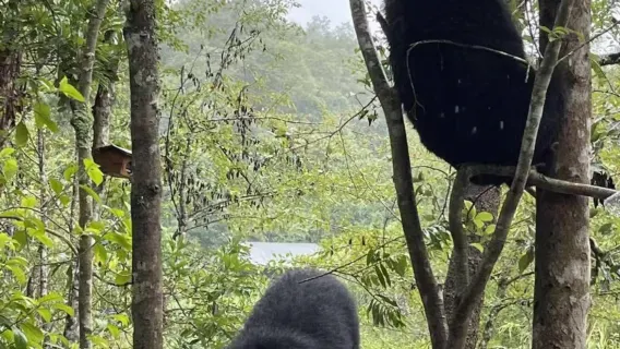 Xishuangbanna: Excursión privada de un día al Parque Forestal Sun River de Pu'ér y el Antiguo Camino del Té