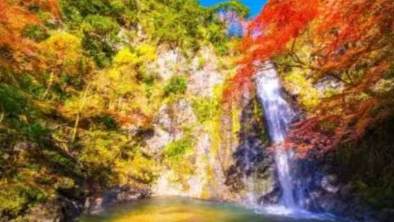 【楓葉季】 箕面市+箕面公園+勝尾寺+瑞寶寺公園包車1日遊