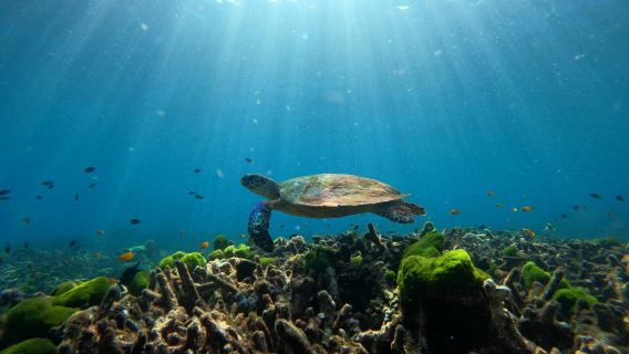Surin islands 1-day tour: a less crowded snorkeling paradise with stunning views | comparable to similan islands/3 snorkeling sessions