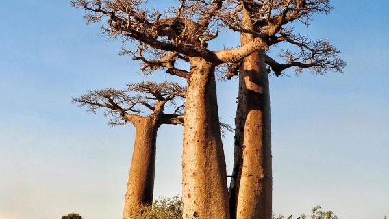 馬達加斯加＆穆龍達瓦【猴麵包樹大道奇觀】專屬包車一日之旅