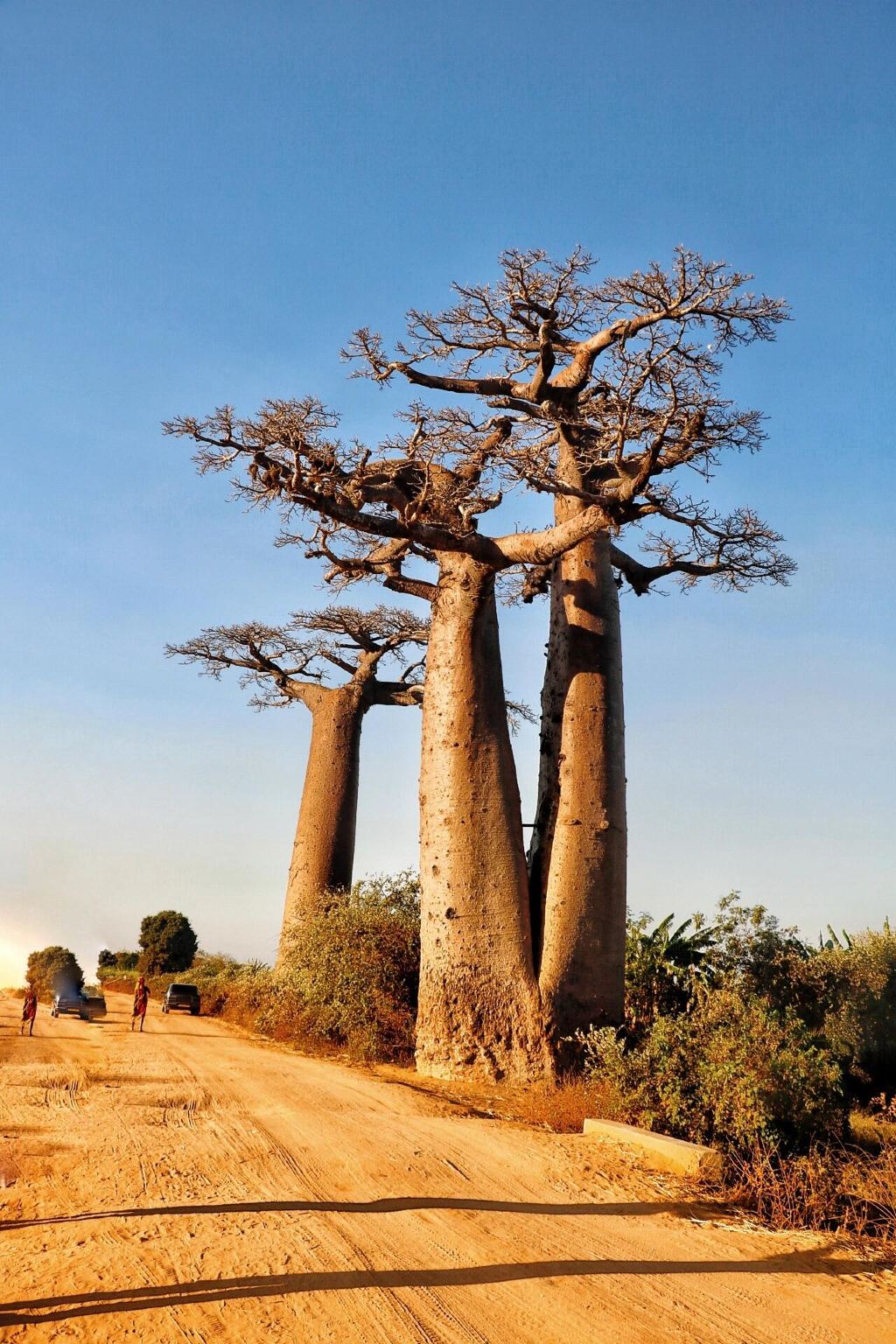 馬達加斯加&穆龍達瓦【猴麵包樹大道奇觀】專屬包車一日之旅