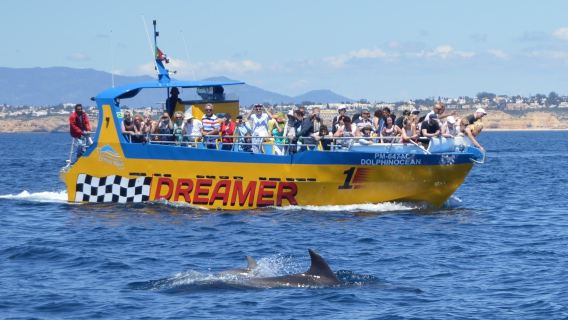 Dreamer - Caves & Dolphin Watching | Bestseller!