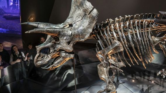 Melbourne Museum: Home of Dinosaurs Guided Tour