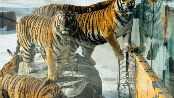 東北虎林園＋七三一遺址一日遊【精品小團＋深度導覽】