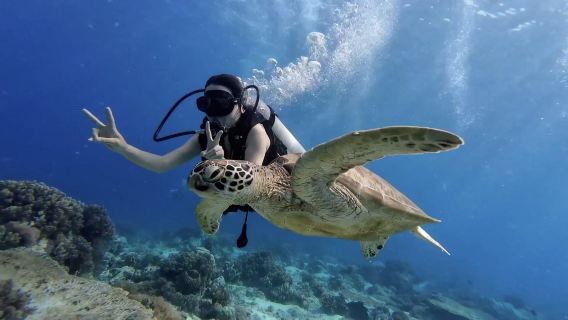 Lawatan Sehari ke Semporna untuk Snorkeling & Menyelam Scuba di Pulau Mataking, Pulau Pom Pom & Timba-Timba [Termasuk Rakaman Bawah Air DJI!]
