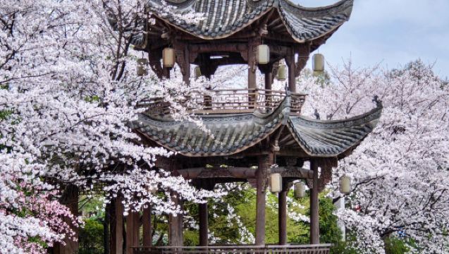 Qingshan Lake - Qingshanhu Water Forest Country Park 5-seater/7-seater private charter [door-to-door pickup] English-speaking guide