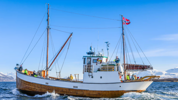 Excursión de un día a los fiordos de Tromso en Noruega [Crucero clásico nórdico/disfruta de los fiordos/incluye bebidas calientes y aperitivos]