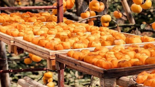 恭城柿子園（泗安村）+紅岩村一日遊（獨立成團+中文司機）