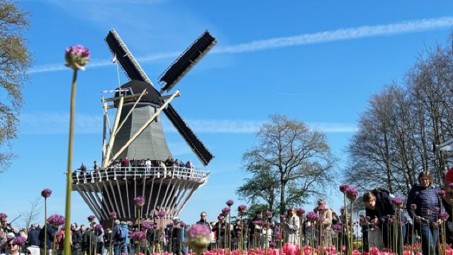 荷蘭阿姆斯特丹-庫肯霍夫公園+風車村一日遊【市區飯店接駁】