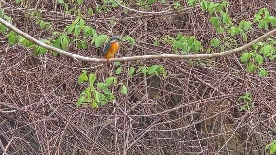 Langkawi : Kilim Geoforest Mangrove Kayak Tour with Lunch