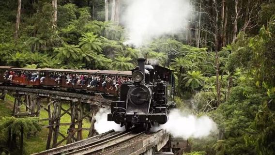 1-day private charter tour to Penguin Island, Puffing Billy steam train and Maru Zoo