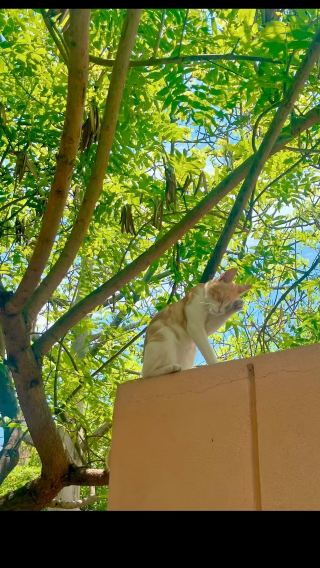 ペルー・リマ貸切チャーターワンデーツアー／ケネディ公園＋ミラフローレス　インディアンマーケット＋バランコ芸術地区