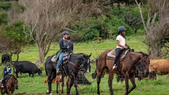 Hollywood movie filming location tour + Kualoa ranch + English-speaking join-in tour + admission ticket