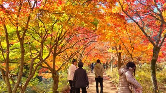 서울 출발: 내장산 한국 가을 하이라이트 당일치기 여행