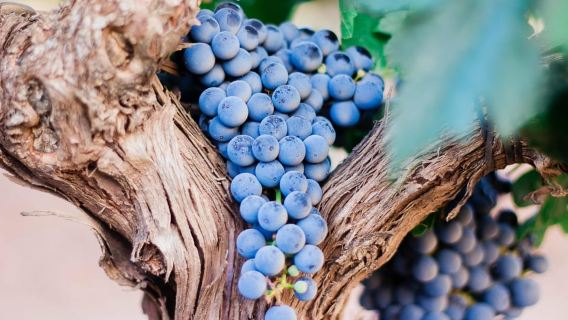 Mallorca: Ca'n Sión Vinoteca – Your wine tasting in the heart of Artà!