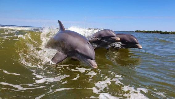Everglades National Park: Motorboat Eco Tour