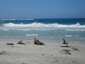 Kangaroo Island in a Day Tour from Adelaide