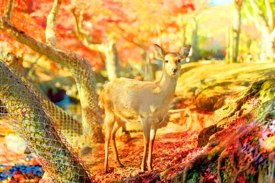 Japan Osaka Nara Park + Uji City One-Day Tour