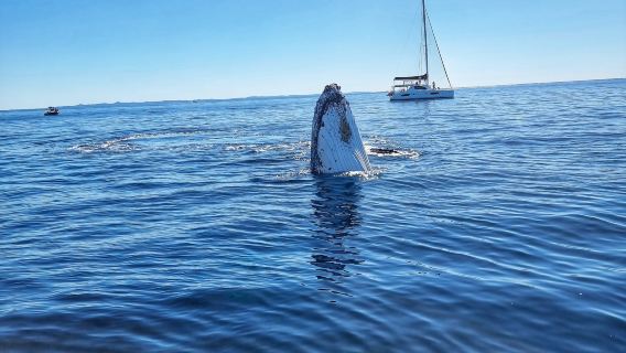 Whale watching tour in Sunshine Coast, Australia [2 hr/20-person high-speed boat/3 daily departures]