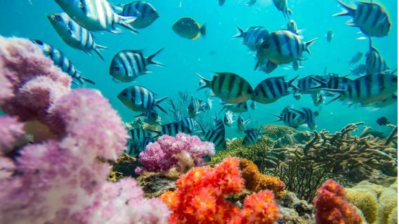 フーコック島4島+ケーブルカー日帰りツアー【コーラルパーク+ヨット観光+ウォーターパーク+シュノーケリング】