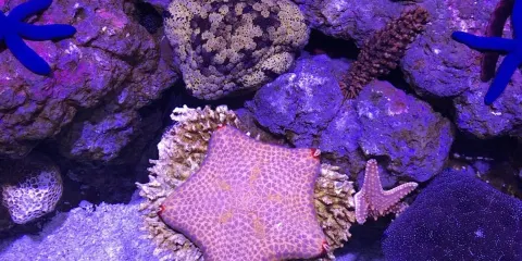 凱恩斯水族館海洋生物探索之旅