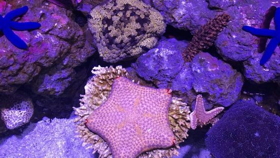 ケアンズ水族館での海洋生物体験